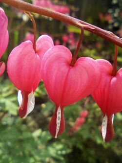 Bleeding Hearts (Serduszka Okazałe).jpg