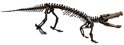 Boverisuchus magnifrons white background.jpg