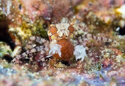 Boxer Crab carrying eggs - Lybia tessellata (cropped).jpg