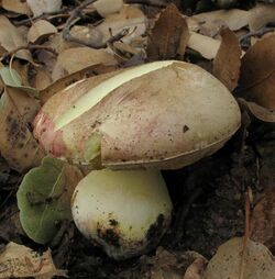 Butyriboletus querciregius 192144.jpg