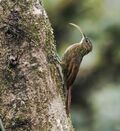 Campylorhamphus pusillus - Brown-billed Scythebill 1 (cropped).jpg