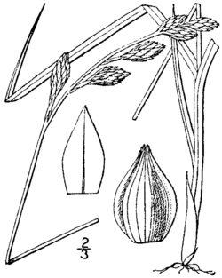 Carex silicea drawing 1.png