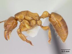 Centromyrmex fugator casent0178747 profile 1.jpg