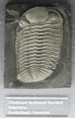 Chotecops ferdinandi - Naturmuseum Senckenberg - DSC02239.JPG