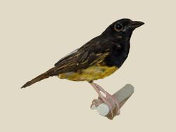 Clarke's Weaver specimen RWD.jpg