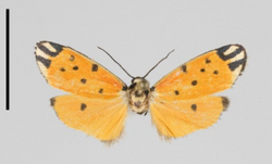 Clemensia domica, from the Ecuadorian Andes, an example of beetle mimicry. Scale bar 1cm.png