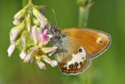 Coenonympha arcania LC0349.jpg