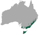 Common wombat distribution