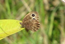 Common Wood Nymph.jpg