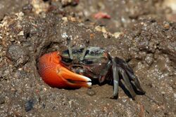 Compressed fiddler crab (Uca coarctata) male.jpg