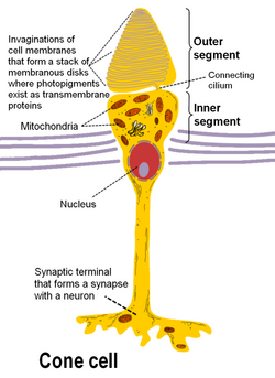 Cone cell en.png