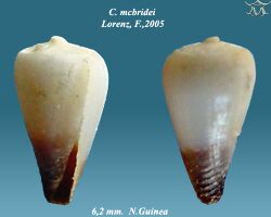 Conus mcbridei 2.jpg