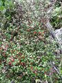 Corokia cotoneaster growing beside the track into Te Toto Gorge, Raglan, New Zealand.jpg