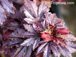 Cranberry hibiscus close up.jpg