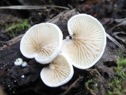 Crepidotus versutus.JPG