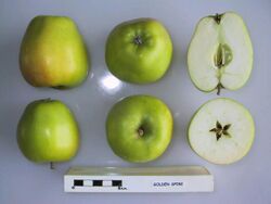 Cross section of Golden Spire, National Fruit Collection (acc. 2000-039).jpg