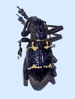 Curculionidae - Rhinoscapha richteri.JPG