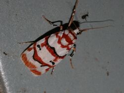 Cyana malayensis (Arctiidae Lithosiinae).jpg