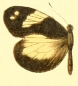 Dismorphia zathoe pallidula female.JPG