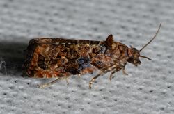 Endothenia hebesana – Verbena Bud Moth (14557266628).jpg