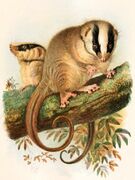 Drawing of brown gliders