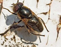 Eristalinus sp. fly.jpg