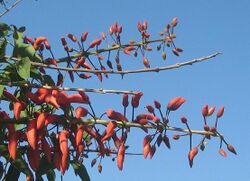 Erythrina falcata.JPG