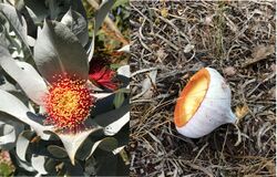 Eucalyptus macrocarpa flower operculum.jpg