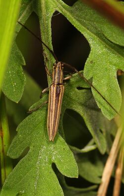 Flat-faced Longhorn Beetle - Hippopsis lemniscata, Highland Hammocks State Park, Sebring, Florida.jpg