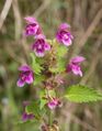 Galeopsis pubescens 060805a.jpg