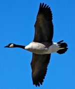 Goose-flying.jpg