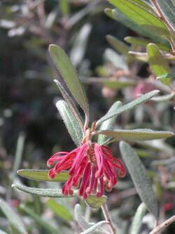 Grevillea irrasa subsp didymochiton.JPG