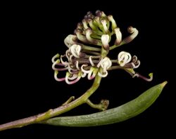 Grevillea papillosa - Flickr - Kevin Thiele.jpg