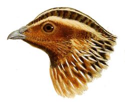 Head of Coturnix capensis - Herbert Goodchild.jpg