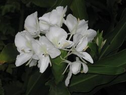 Hedychium coronarium inflorescence.jpg