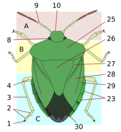 Heteroptera morphology-d.svg