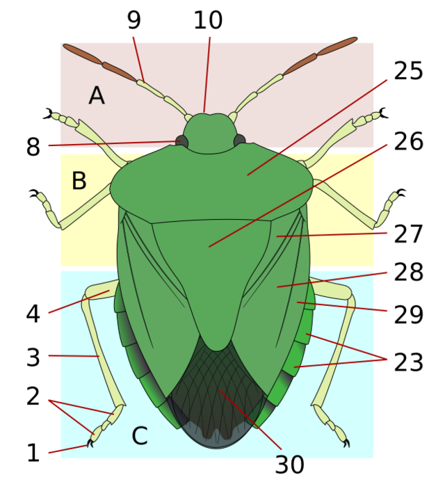 biology-thorax-insect-anatomy-handwiki