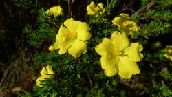 Hibbertia cistiflora flower.jpg