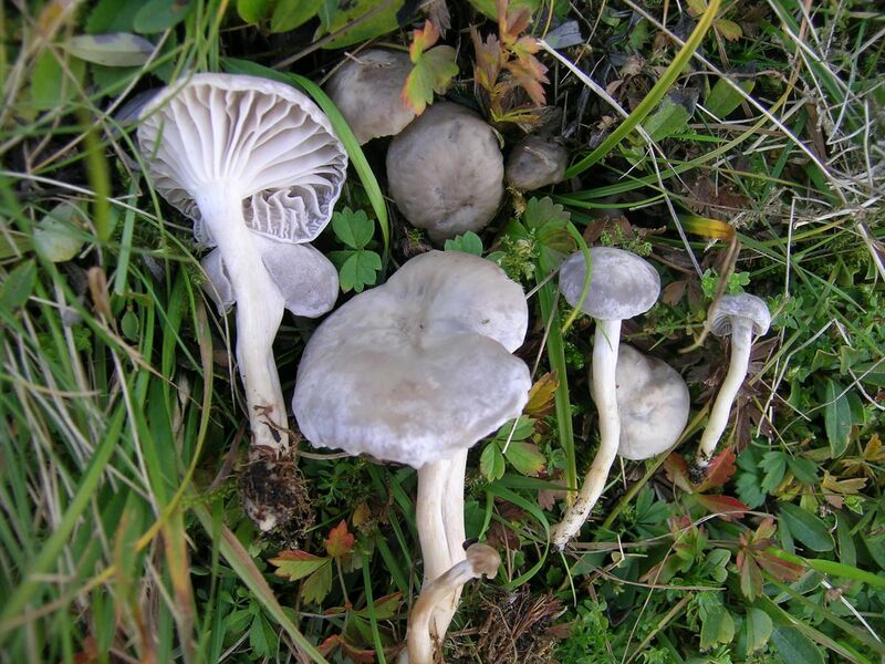 File:Hygrocybe canescens.jpg
