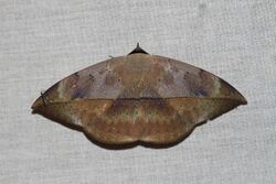 Hypopyra lactipex (Erebidae- Erebinae- Hypopyrini) (6564977487).jpg