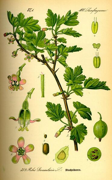 File:Illustration Ribes uva-crispa0.jpg