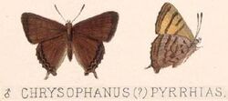Iophanus pyrrhias (Chrysophaenus) (Godman & Salvin, 1887).jpg