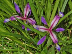 Iridaceae - Iris graminea.JPG