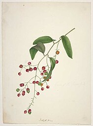 King, Martha (Fruit of the supplejack, Ripogonum scandens).jpg
