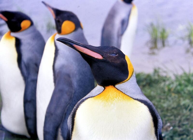 File:King Penguins.jpg