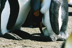 King penguins and egg.JPG