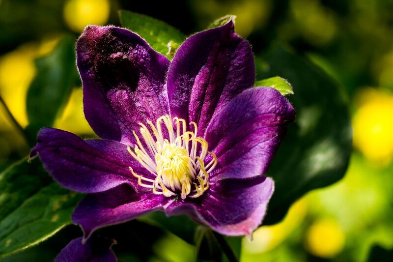 File:Large purple clematis flower with white finger stamens.jpg