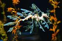 A leafy sea dragon showing its complicated seaweed-like outline
