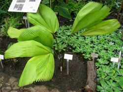 Licuala grandis - Berlin Botanical Garden - IMG 8680.JPG