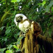 A cotton-top tamarin on a tree stump in the jungle